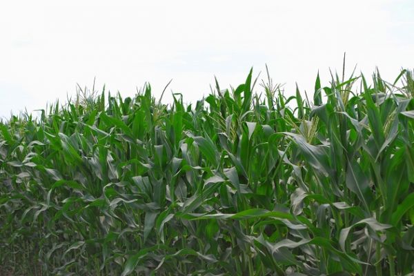 Посевы кукурузы в Житомирской области находится в удовлетворительном состоянии