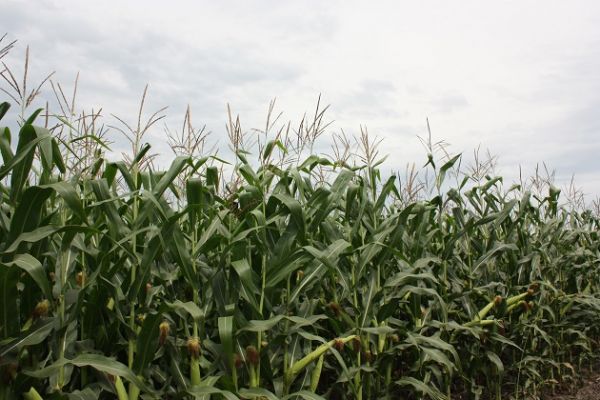 В Тернопольской области наблюдается удовлетворительное состояние посевов кукурузы