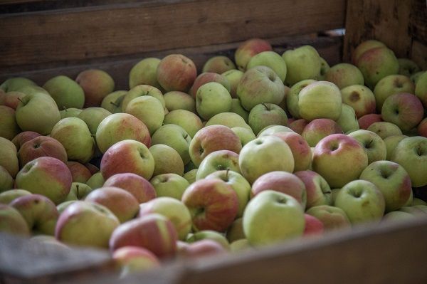 Мировое производство яблок составляет 8,6 млрд т