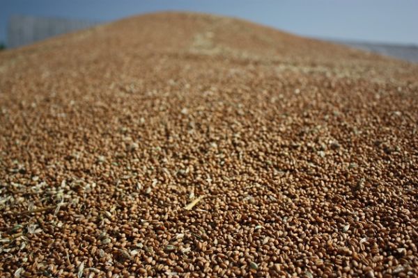 Украинские морпорты отгрузили на экспорт 411 тыс. т зерновых