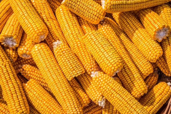 Остатки кукурузы в Украине составляют 840 тыс. т