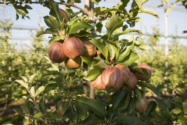 Производство яблок в Украине составило 1,1 млн т