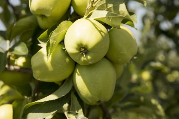 Производство яблок в ЕС в 2016 г. составило 12 млн т.