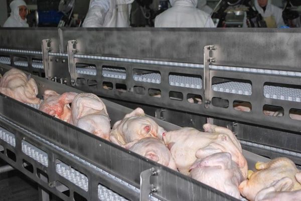 Кувейт снял запрет на импорт куриного мяса и яиц из Украины