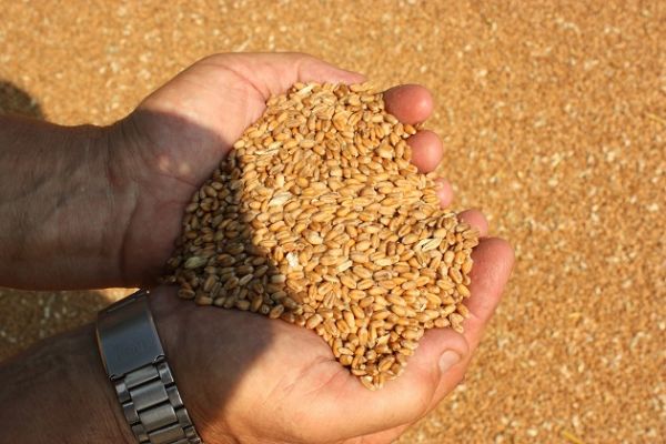 Урожай зерновых культур в Украине составит 64 млн т