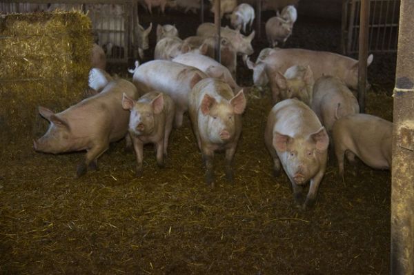 В Полтавской области от АЧС погибли 48 свиней