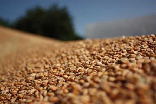 Производство пшеницы во Франции в 2017/18 МГ увеличится на 34%