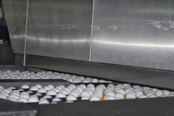 Украина за январь-август экспортировала 52 тыс. т яиц