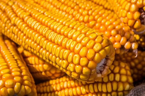 Экспорт кукурузы из Украины в 2017/18 МГ увеличится на 28% 