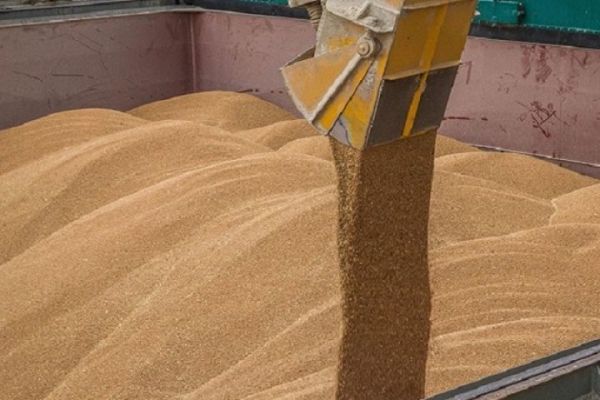 Египет останется лидером в списке импортеров украинской пшеницы