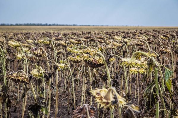 Урожайность подсолнечника в Черкасской области в настоящее время варьируется в пределах 2,3-3 т/га