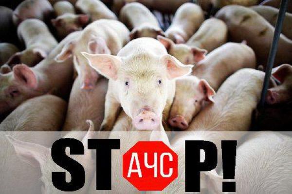 В Украине за 8 месяцев 2017 г. по причине АЧС было уничтожено 26,52 тыс. свиней