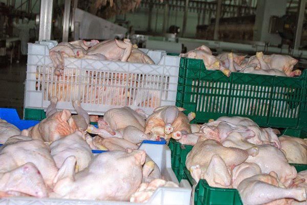 Украина в августе 2017 г. произвела 73 тыс. т мяса птицы