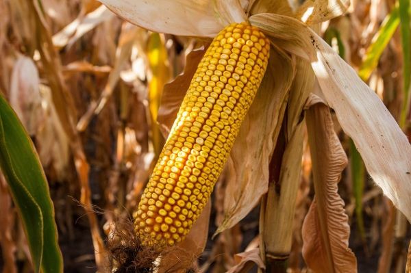 Сбор урожая кукурузы в США отстает от графика на 6%