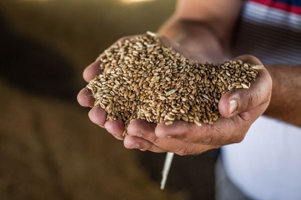 Индекс цен FAO на зерновые в сентябре составил 152 пункта