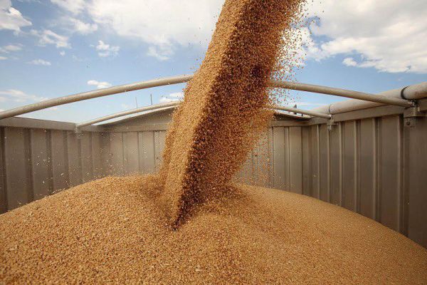 Украина экспортировала 320 тыс. т пшеницы