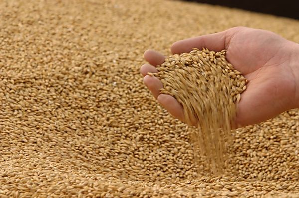 Прогноз мирового производства фуражного зерна в 2017/18 МГ снизится на 3 млн т