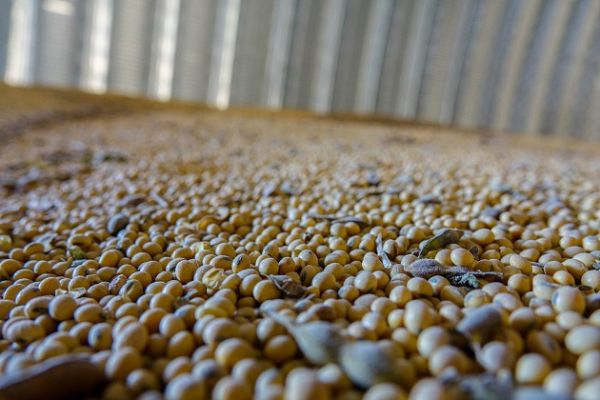Мировое производство сои в 2017/18 МГ останется на уровне 348 млн т 