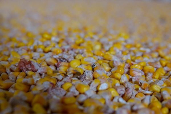 Украина в январе-сентябре экспортировала кукурузы на $2 млрд