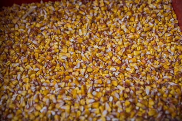 Запасы кукурузы в Украине составили 3,06 млн т