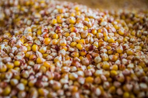 Урожайность кукурузы в северных областях Украины варьируется в диапазоне 7-9 т/га