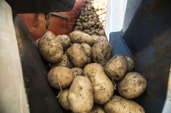 Валовой сбор картофеля в 2017 г. составит 22 млн т