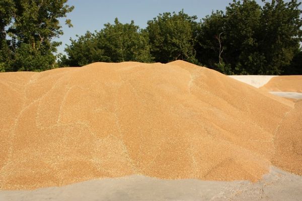 В России в 2017 г. валовой сбор пшеницы составит 82 млн т