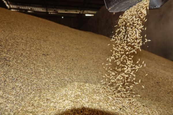 Мировое производство фуражного зерна в 2017/18 МГ уменьшится до 1,3 млрд т