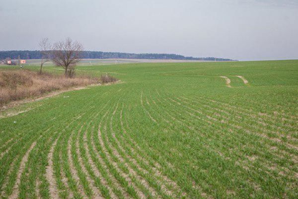 В Житомирской области посевы озимой пшеницы находятся в хорошем состоянии