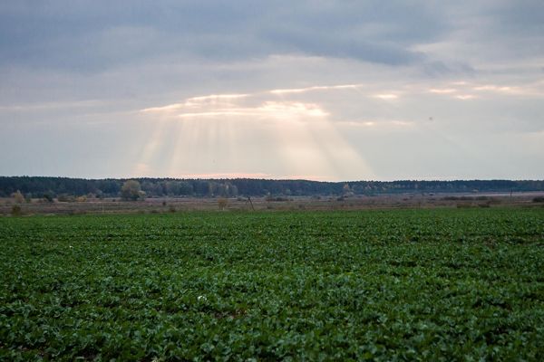 В Николаевской области состояние посевов озимого рапса оценивается как хорошее