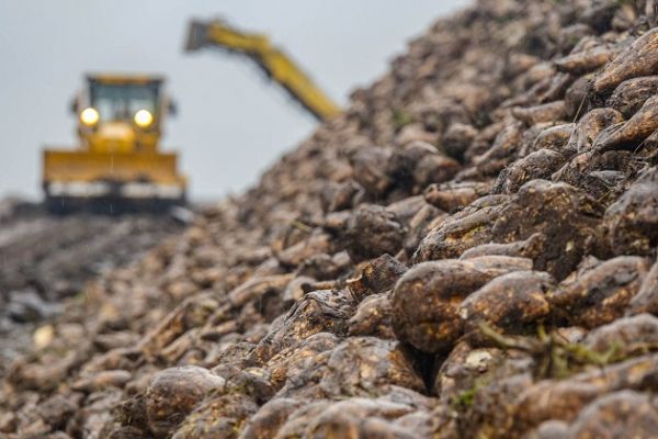 Гнидавский сахзавод в 2017 г. переработает 500 тыс. т сахарной свеклы