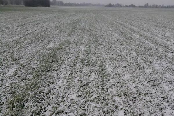 Аграрии Львовской области увеличили посевные площади под озимыми на 6,5%