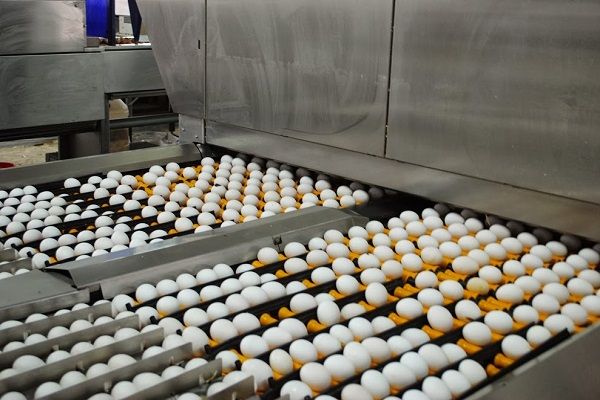Производство яиц в Украине