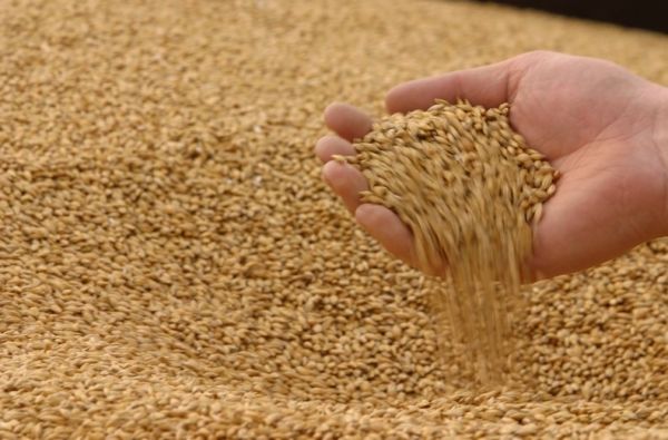 Индекс цен на зерновые ФАО вырос на 3,2%