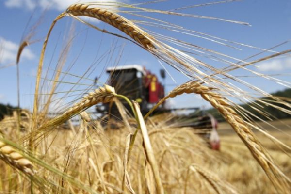 Россия нарастила экспорт пшеницы на 29%