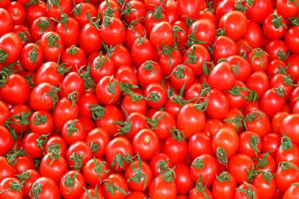 В турецких томатах обнаружили южноамериканскую томатную моль