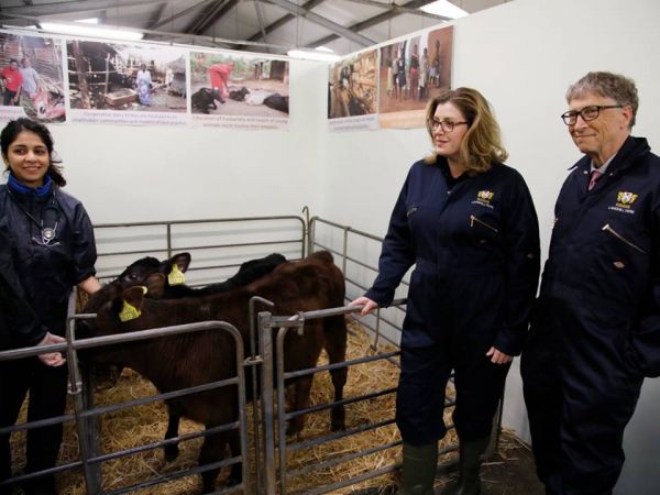 Билл Гейтс финансирует создание генетически идеальной коровы