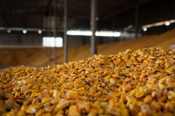 Chicago corn prices lowest seen in 2019 — Latifundist.com