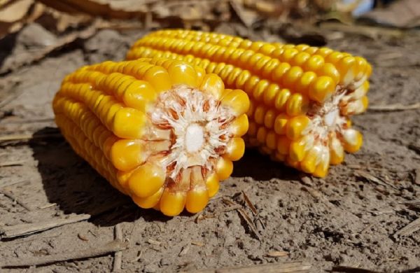 Ukrainian corn