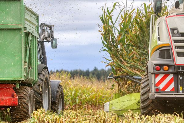 Corn harvesting by Zahidny Bug