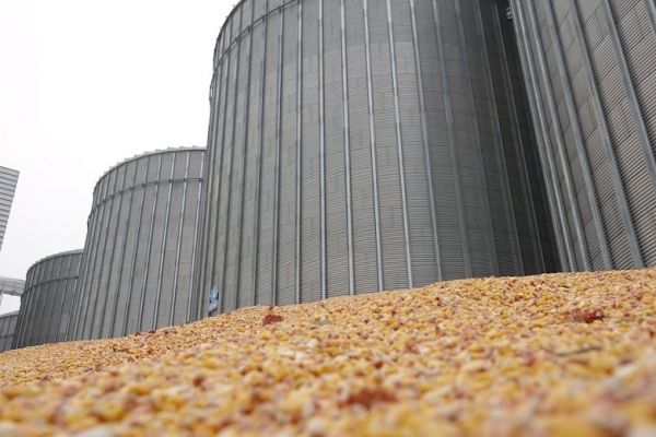 Corn grain at the elevator in Ukraine