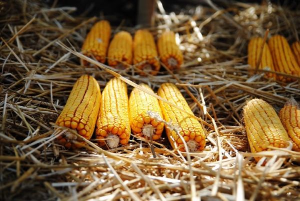 Ukrainian corn