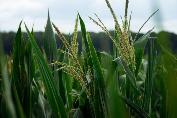 США увеличит посевные площади под кукурузой — USDA