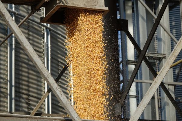 Corn export from Ukraine