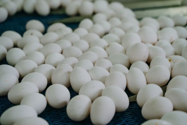 Poultry eggs