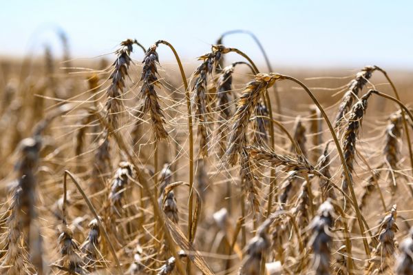 Посевы пшеницы