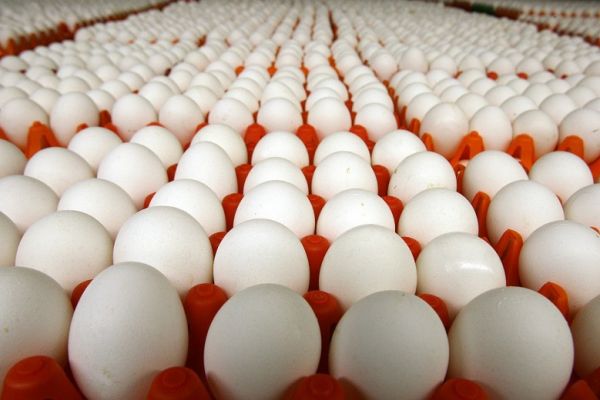 Яйца на экспорт