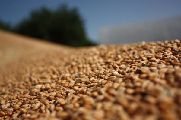 Экспорт пшеницы из Украины
