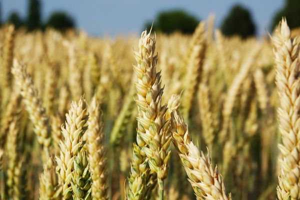 Всходы озимой пшеницы