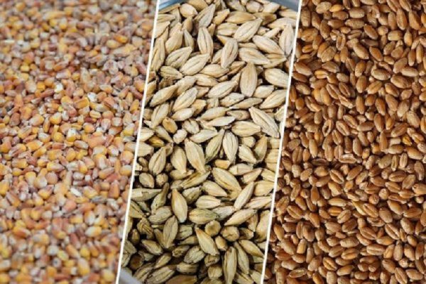 Основные зерновые культуры